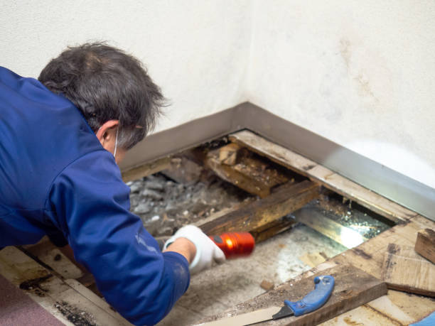 Best Local Mold Removal Service  in Shiner, TX