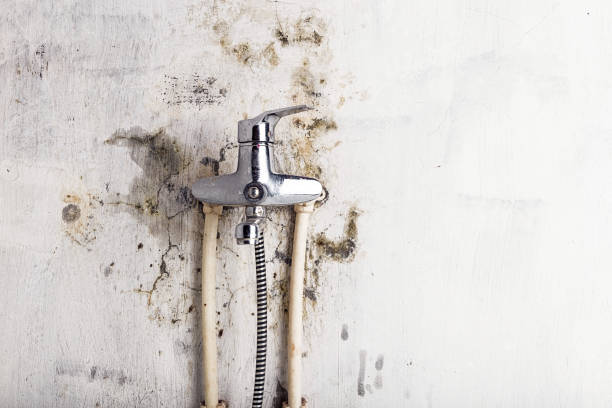 Best Mold Cleaning Services  in Shiner, TX