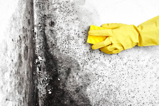 Best Mold Removal Company Near Me  in Shiner, TX