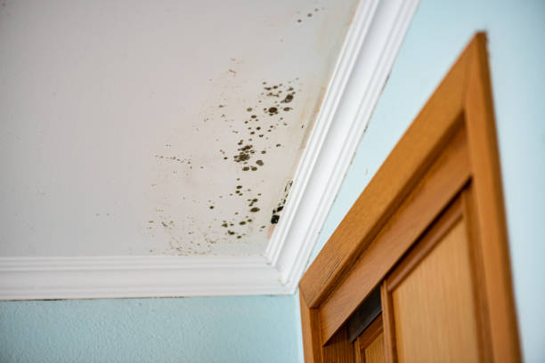 Best Toxic Mold Removal  in Shiner, TX