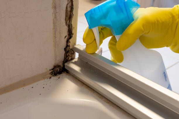 Best Fast Mold Removal  in Shiner, TX
