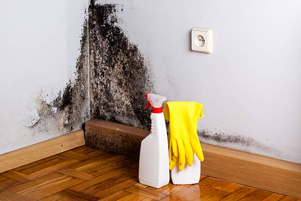Shiner, TX Mold Removal Company