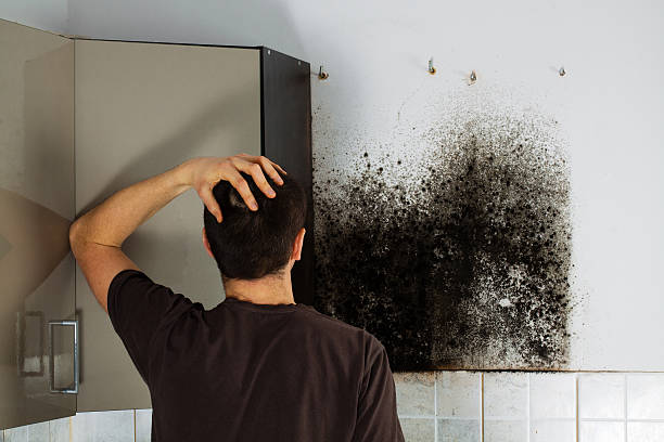 Best Commercial Mold Removal  in Shiner, TX