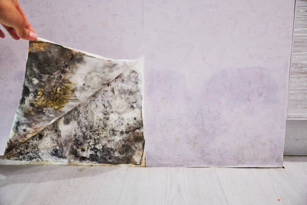 Mold Removal Process in Shiner, TX